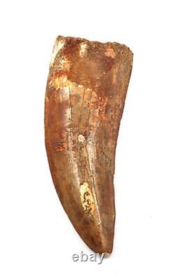 Carcharodontosaurus Dinosaur Tooth 4.554 Fossil African T-Rex #17324