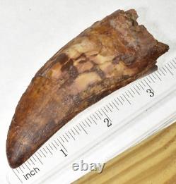 Carcharodontosaurus Dinosaur Tooth 95 Mil Yrs Old Fossil Rare 3.6 T Rex Cousin