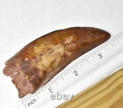 Carcharodontosaurus Dinosaur Tooth 95 Mil Yrs Old Fossil Rare 3.6 T Rex Cousin
