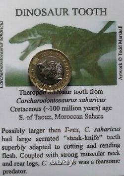 Carcharodontosaurus Dinosaur Tooth Fossil (T-Rex Family)100% Genuine (58mm)