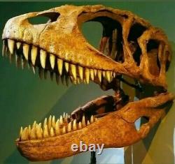 Carcharodontosaurus Dinosaur Tooth Fossil (T-Rex Family)100% Genuine (58mm)