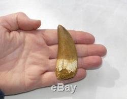 Carcharodontosaurus Dinosaur Tooth Teeth Fossil T REX