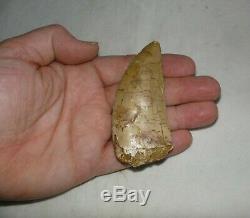 Carcharodontosaurus Dinosaur Tooth Teeth Fossil T REX Large