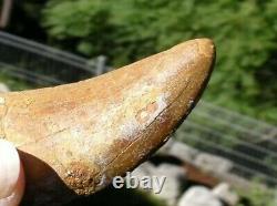 Carcharodontosaurus Dinosaur Tooth Teeth Fossil T REX Large quality tooth 2