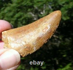 Carcharodontosaurus Dinosaur Tooth Teeth Fossil T REX Large quality tooth 2