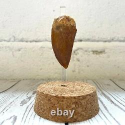 Carcharodontosaurus T-Rex Type Dinosaur Tooth Fossil Glass Bell Cloche Dome Jar