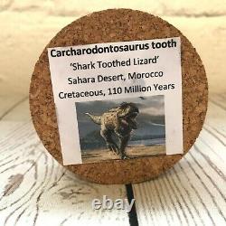 Carcharodontosaurus T-Rex Type Dinosaur Tooth Fossil Glass Bell Cloche Dome Jar