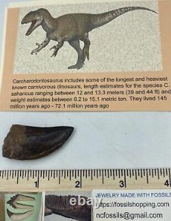 Carcharodontosaurus dinosaur CARCHARODON 1.75 AKA African TREX T REX CU6