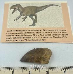 Carcharodontosaurus dinosaur CARCHARODON 2 AKA African TREX T REX CU16
