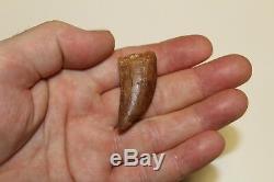 Carcharodontosaurus dinosaur CARCHARODON TOOTH 1.6 ROOTED AK African TREX T REX