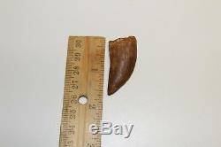 Carcharodontosaurus dinosaur CARCHARODON TOOTH 1.6 ROOTED AK African TREX T REX