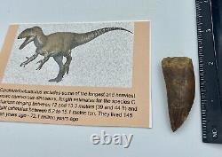 Carcharodontosaurus dinosaur CARCHARODON TOOTH 2 1/8 AKA Africa TREX T REX AB17