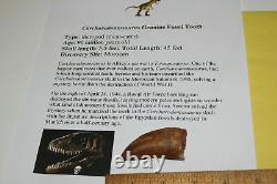 Carcharodontosaurus dinosaur CARCHARODON TOOTH 2.25 AKA African TREX T REX TC6