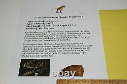 Carcharodontosaurus dinosaur CARCHARODON TOOTH 2.27 AKA African TREX T REX CS1