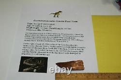 Carcharodontosaurus dinosaur CARCHARODON TOOTH 2.76 AKA African TREX T REX CS9