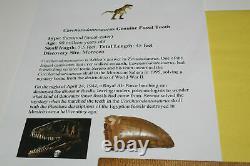 Carcharodontosaurus dinosaur CARCHARODON TOOTH 2.82 AKA African TREX T REX CS8