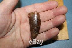 Carcharodontosaurus dinosaur CARCHARODON TOOTH 2 ROOTED AK African TREX T REX