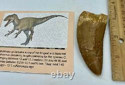 Carcharodontosaurus dinosaur CARCHARODON TOOTH 3 1/4 AKA African TREX T REX C4A