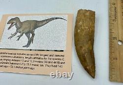 Carcharodontosaurus dinosaur CARCHARODON TOOTH 3 3/8 AKA African TREX T REX C3A