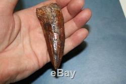 Carcharodontosaurus dinosaur CARCHARODON TOOTH 3.5 ROOTED AK African TREX T REX