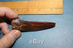 Carcharodontosaurus dinosaur CARCHARODON TOOTH 3.5 ROOTED AK African TREX T REX