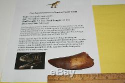 Carcharodontosaurus dinosaur CARCHARODON TOOTH 4.2 AKA African TREX T REX FM015
