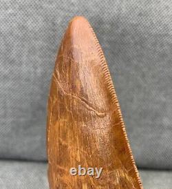 Cretaceous Dinosaur Tooth African T Rex Carcharodontosaurus Rare Fossil, Morocco