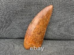 Cretaceous Dinosaur Tooth African T Rex Carcharodontosaurus Rare Fossil, Morocco