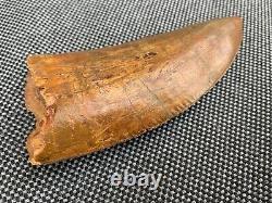 Cretaceous Dinosaur Tooth African T Rex Carcharodontosaurus Rare Fossil, Morocco