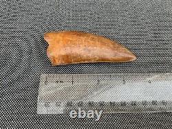 Cretaceous Dinosaur Tooth African T Rex Carcharodontosaurus Rare Fossil, Morocco