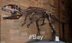 Dent Fossil Carcharodontosaurus T-Rex Dinosaur Fossil Tooth