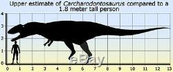 Dent Fossil Carcharodontosaurus T-Rex Dinosaur Fossil Tooth 5 7/8in