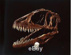 Dent Fossile Dinosaure Carcharodontosaurus T-Rex Dinosaur fossil tooth 100 mm