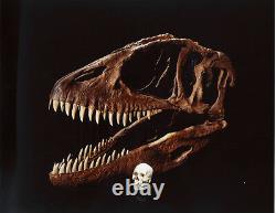 Dent Fossile Dinosaure Carcharodontosaurus T-Rex Dinosaur fossil tooth 74 mm