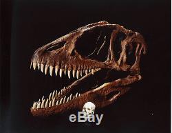 Dent Fossile Dinosaure Carcharodontosaurus T-Rex Dinosaur fossil tooth 90 mm
