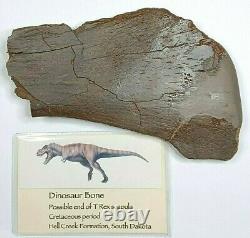 Dinosaur Bone Possible End of T-Rex Scapula Cretaceous Period Hell Creek SD