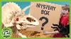Dinosaur Skeleton Toy Surprise T Rex Ranch Dinosaur Videos