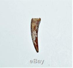 Dinosaur Teeth (Set of 3) African T-Rex Pterosaur Dromeosaur withCOA LDB 14406 15o