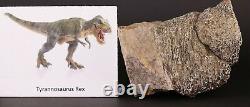 Dinosaur Tyrannosaurus T Rex Femur Pc. Superb Hell Creek South Dakota COA 4467