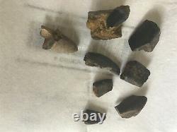 Dinosaur fossils. T-Rex pieces of teeth, Broke, chipped, small pieces