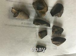 Dinosaur fossils. T-Rex pieces of teeth, Broke, chipped, small pieces