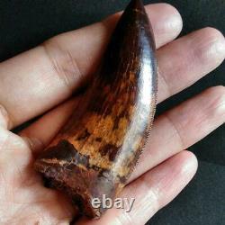 Dinosaur tooth fossil, Carcharodontosaurus, African Morocco, T-REX, 70mm