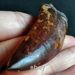 Dinosaur tooth fossil, Carcharodontosaurus, African Morocco, T-REX, 70mm