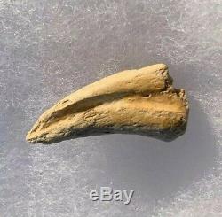 Dromaeosaur Raptor Claw Fossil Hell Creek Dinosaur Bone Rare T Rex Make Offer