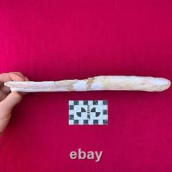 ELEVEN Teeth Rare Mosasaur Jaw 11.4 29cm A Must-Have Fossil T. Rex of the sea