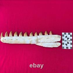 ELEVEN Teeth Rare Mosasaur Jaw 11.4 29cm A Must-Have Fossil T. Rex of the sea