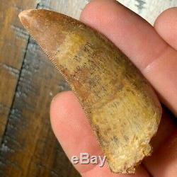 Excellent 2.46 Carcharodontosaurus Dinosaur Tooth Fossil T Rex Africa Morocco