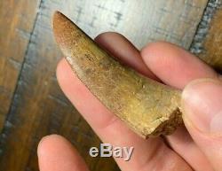 Excellent 2.46 Carcharodontosaurus Dinosaur Tooth Fossil T Rex Africa Morocco