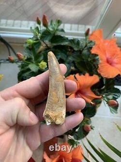 Excellent 3.67 Carcharodontosaurus Tooth Dinosaur Fossil T Rex