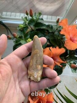 Excellent 3.67 Carcharodontosaurus Tooth Dinosaur Fossil T Rex